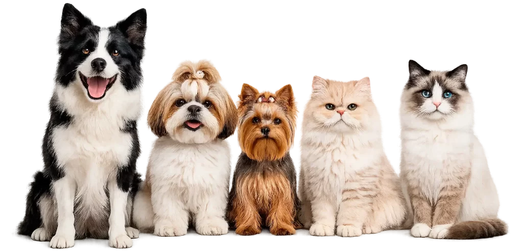 Productos de aseo para mascotas en Medellin, Magic Pet
